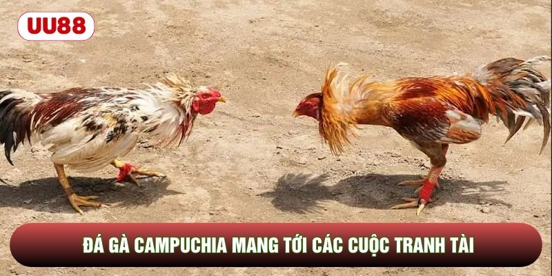 Đá gà Campuchia mang tới các cuộc tranh tài Đá gà Campuchia mang tới các cuộc tranh tài