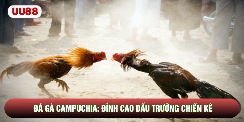 Đá Gà Campuchia: Đỉnh Cao Đấu Trường Chiến Kê Chuyên Nghiệp