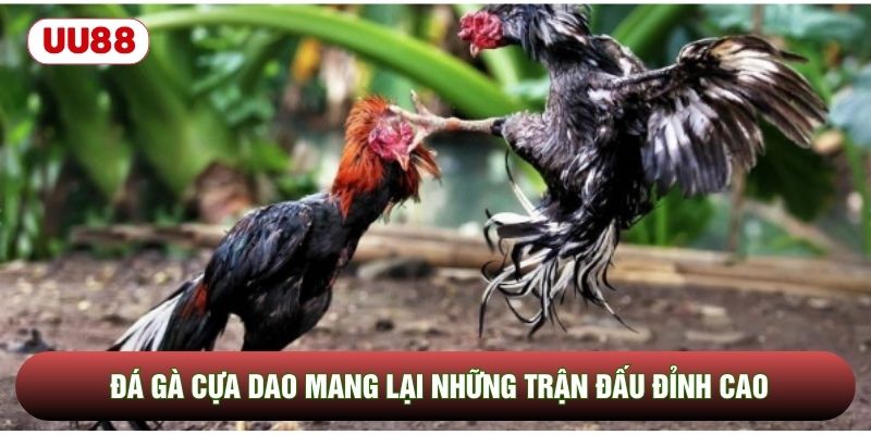 Đá gà cựa dao mang lại những trận đấu đỉnh cao Đá gà cựa dao mang lại những trận đấu đỉnh cao