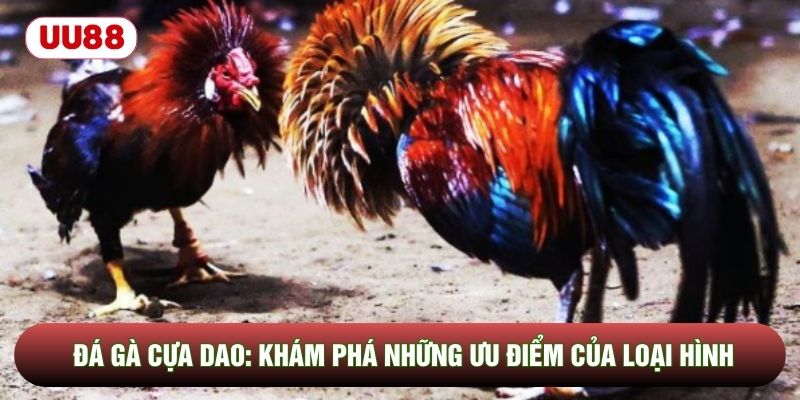 Đá Gà Cựa Dao: Khám Phá Những Ưu Điểm Của Loại Hình