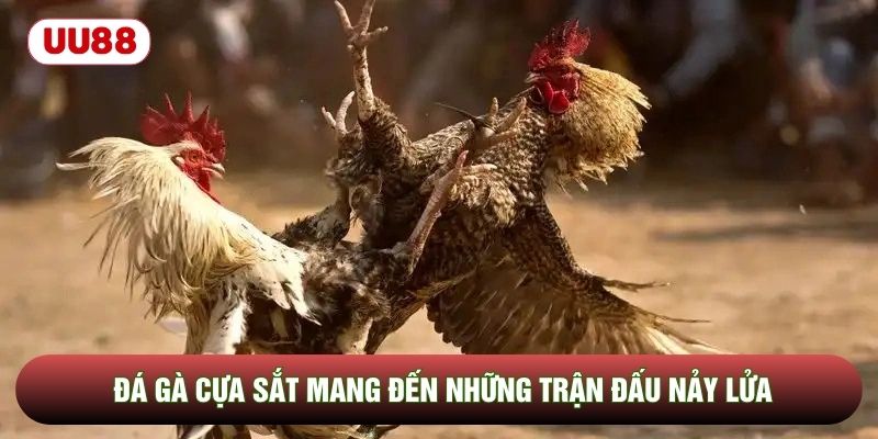 Đá gà cựa sắt mang đến những trận đấu nảy lửa Đá gà cựa sắt mang đến những trận đấu nảy lửa