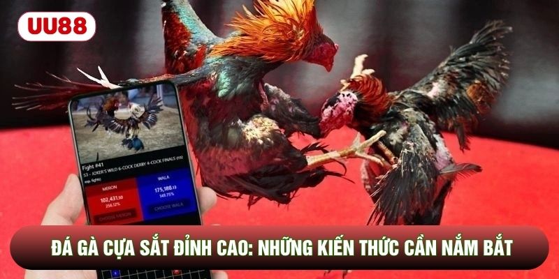 Đá Gà Cựa Sắt Đỉnh Cao: Những Kiến Thức Cần Nắm Bắt
