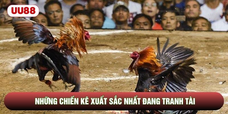 Những chiến kê xuất sắc nhất đang tranh tài Những chiến kê xuất sắc nhất đang tranh tài