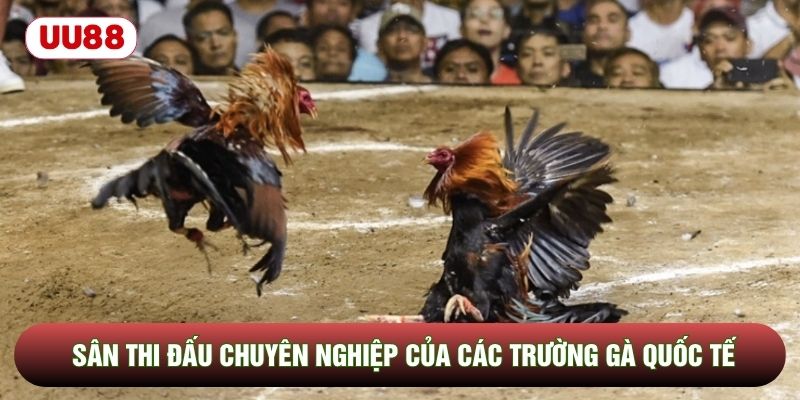 Sân thi đấu chuyên nghiệp của các trường gà quốc tế