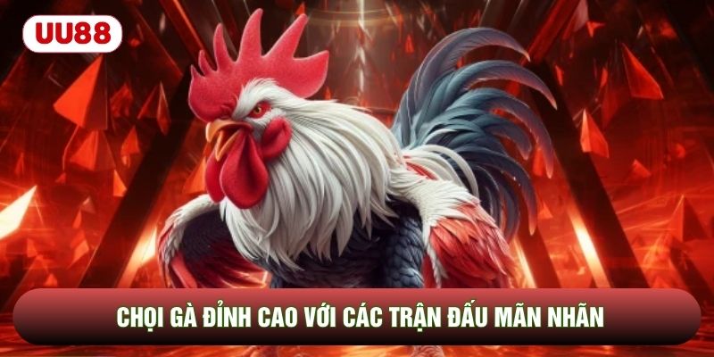 Chọi gà đỉnh cao với các trận đấu mãn nhãn